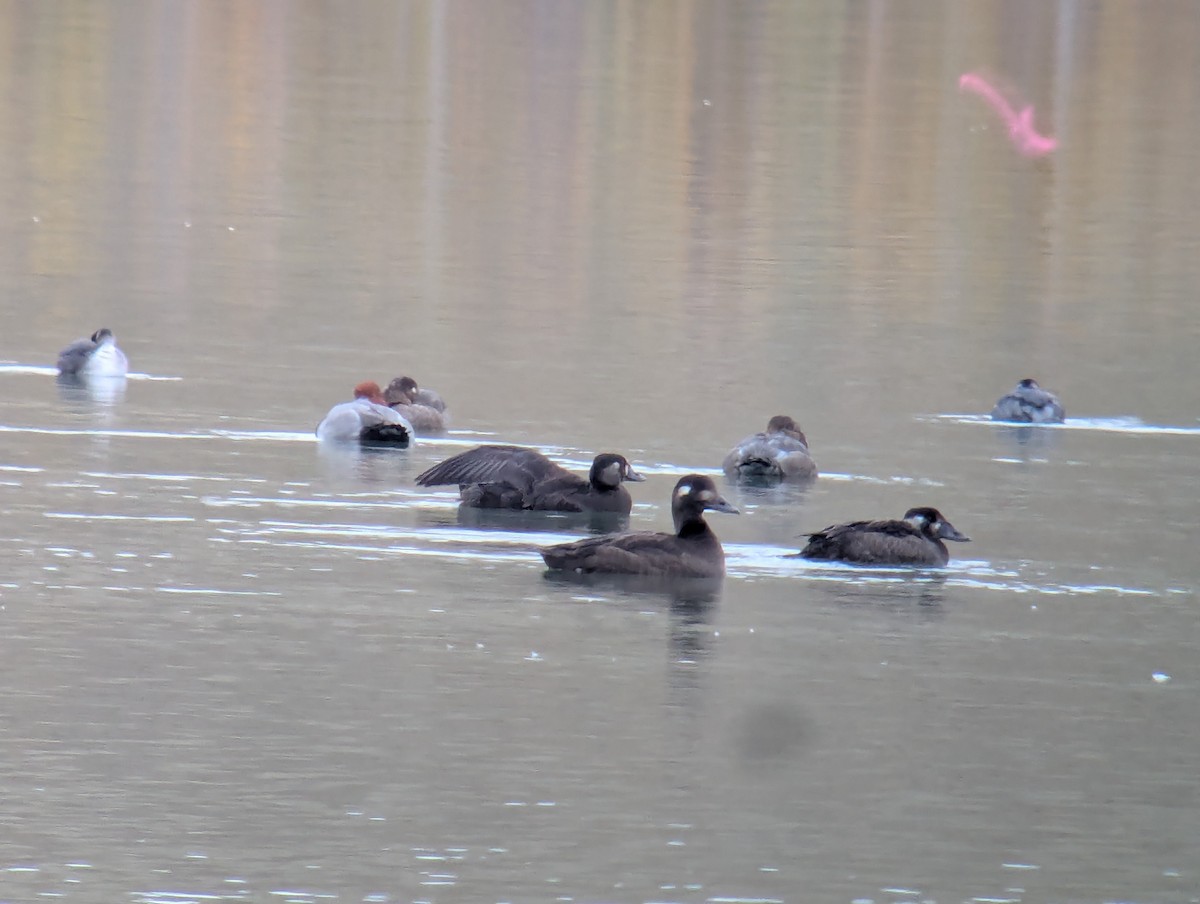 White-winged Scoter - ML643598777