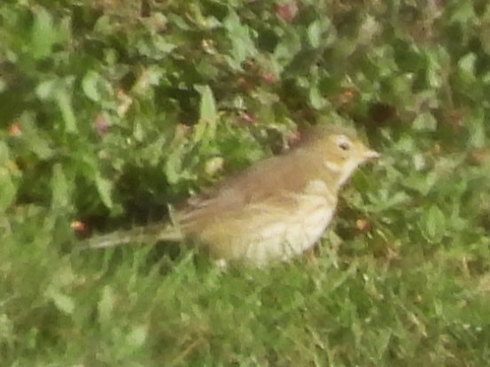 American Pipit - ML643598783