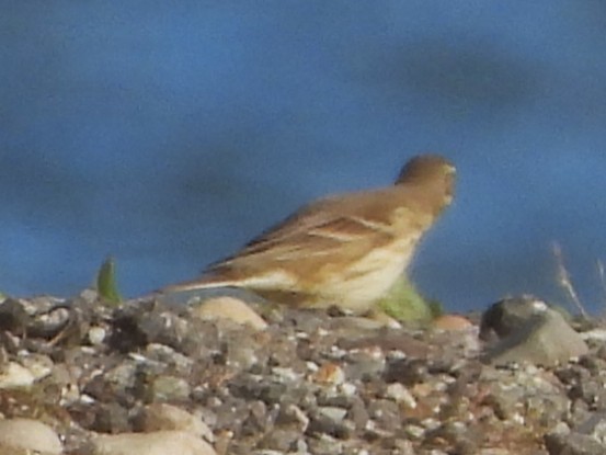 American Pipit - ML643598786