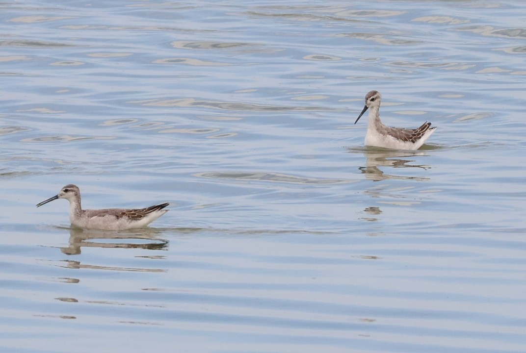 Wilson's Phalarope - ML643598804