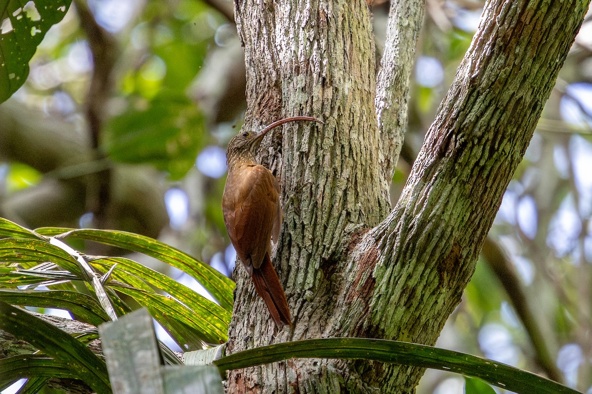 Tapajos Scythebill (Rondonia) - ML643598805