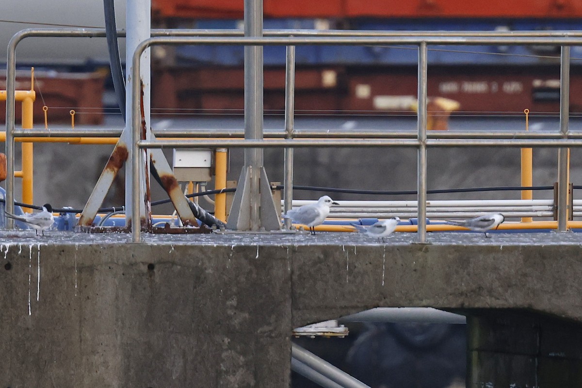 Gull-billed Tern - ML643598825