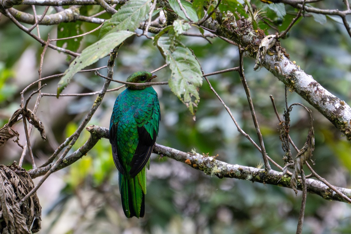 Golden-headed Quetzal - ML643598834