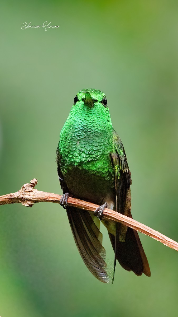 Green-bellied Hummingbird - ML643598867
