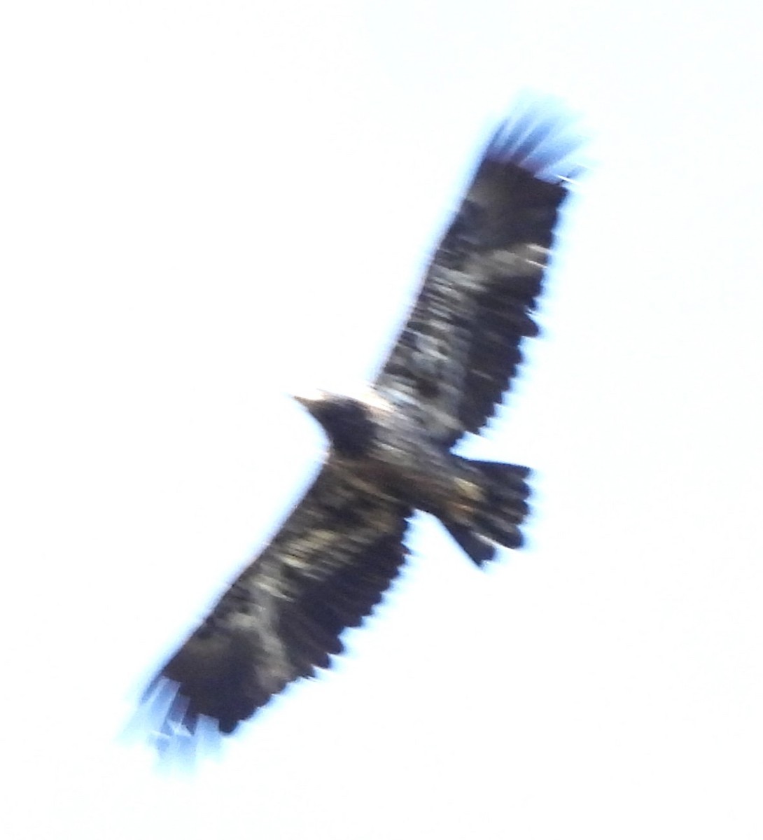 Bald Eagle - ML643598871