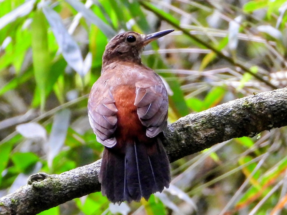 Sclérure à poitrine rousse (scansor) - ML643598881