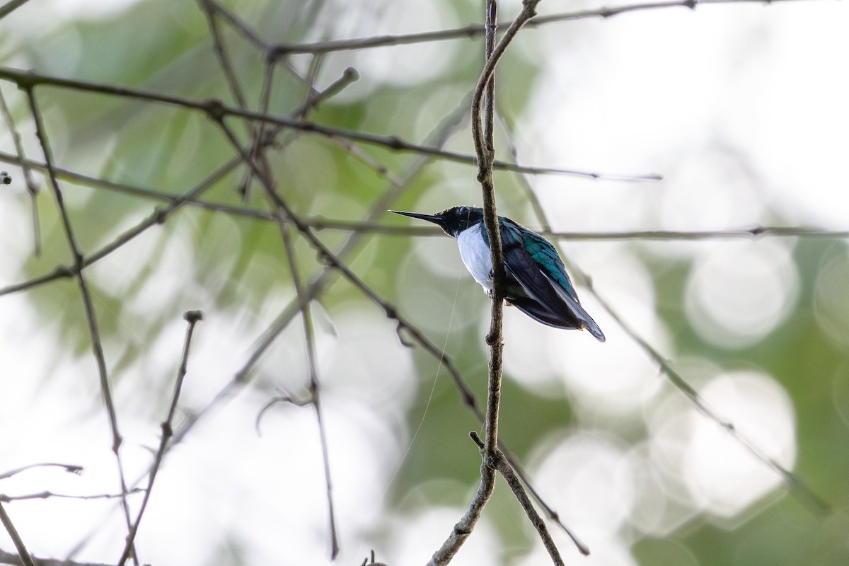 Black-eared Fairy - ML643598886
