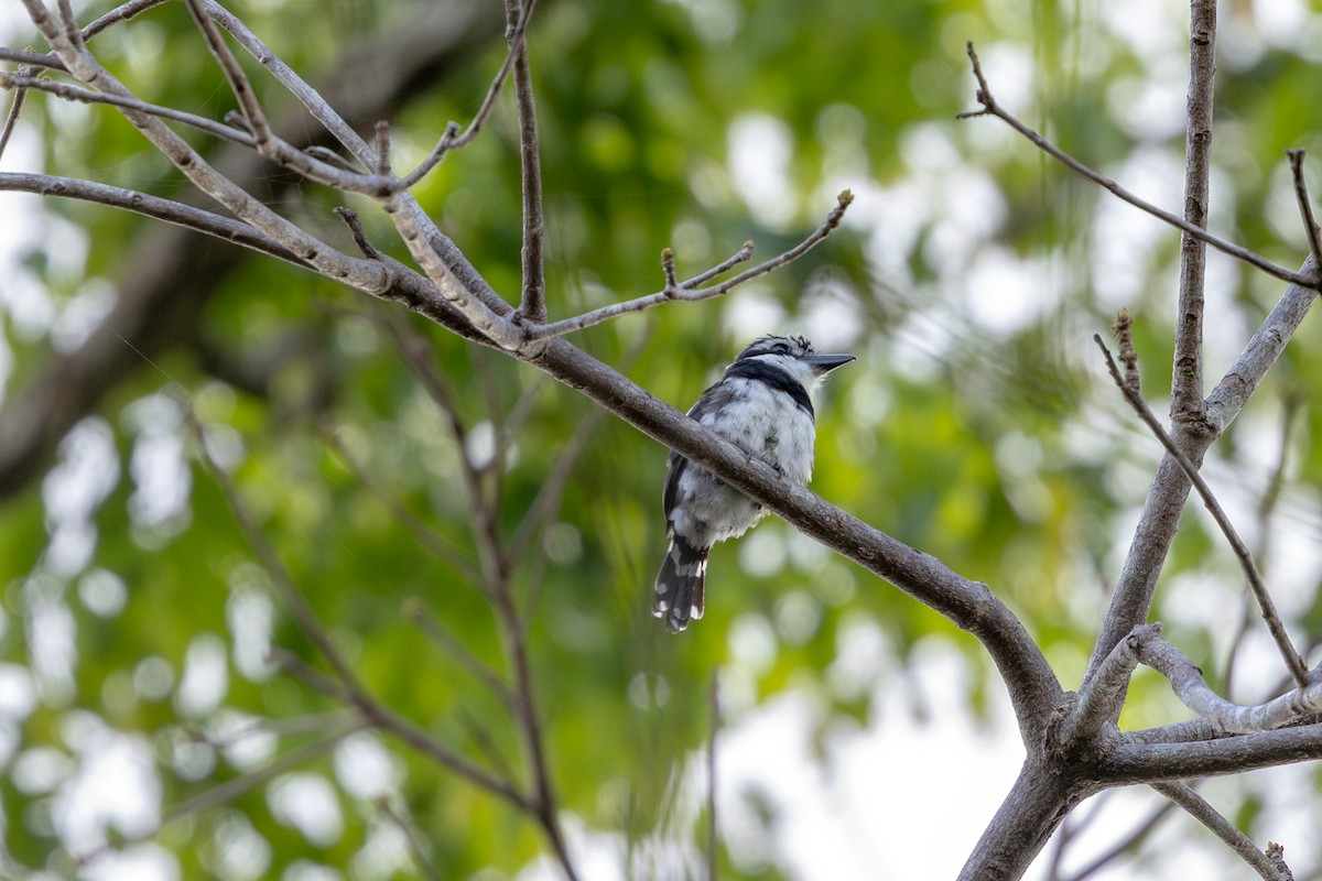 シロクロオオガシラ - ML643598893