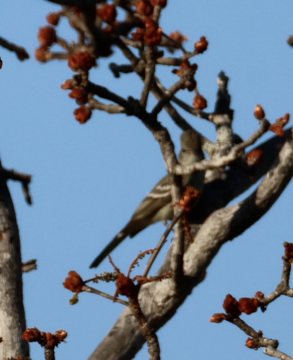 Plain-crested Elaenia - ML643598915