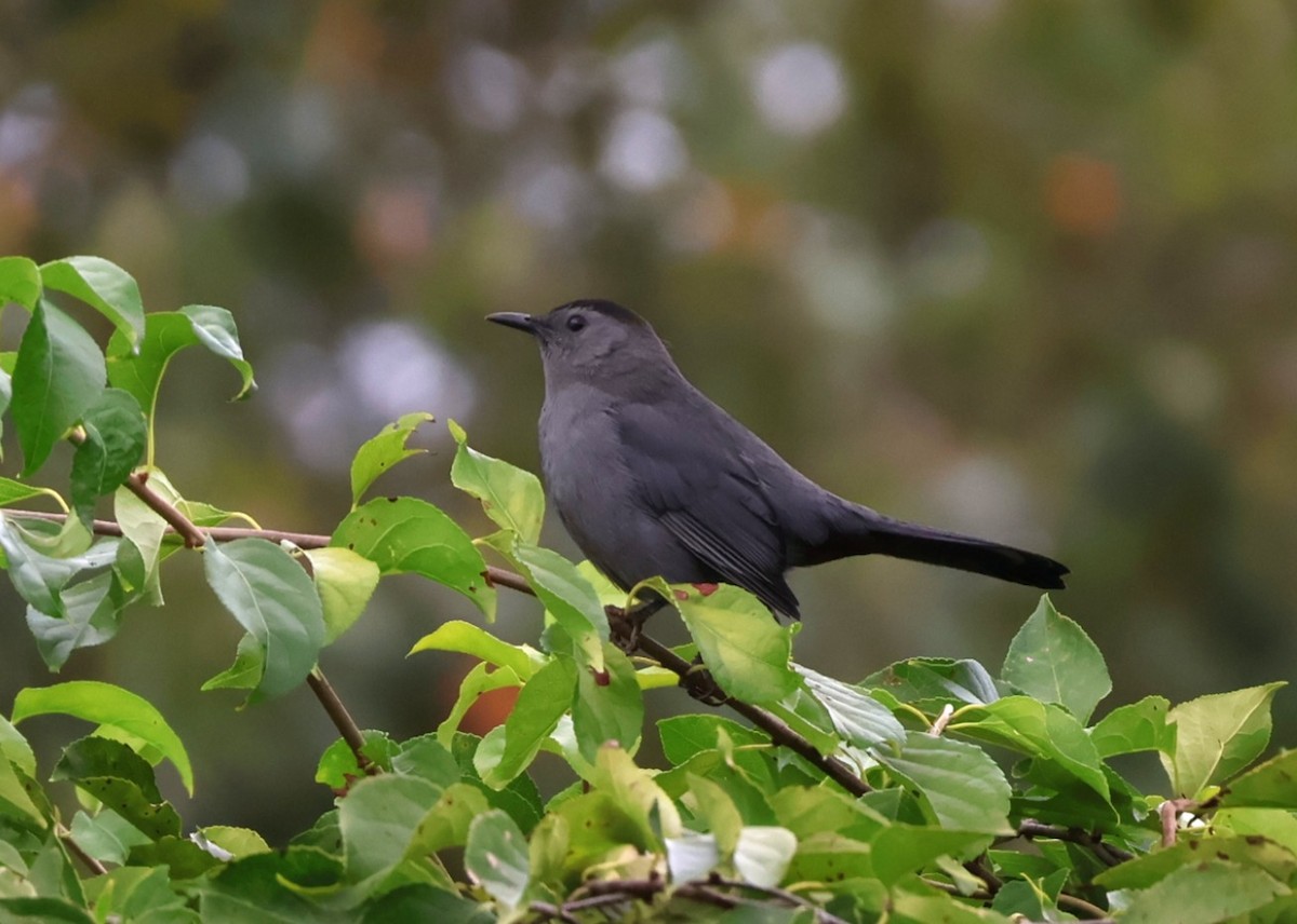 Gray Catbird - ML643598916