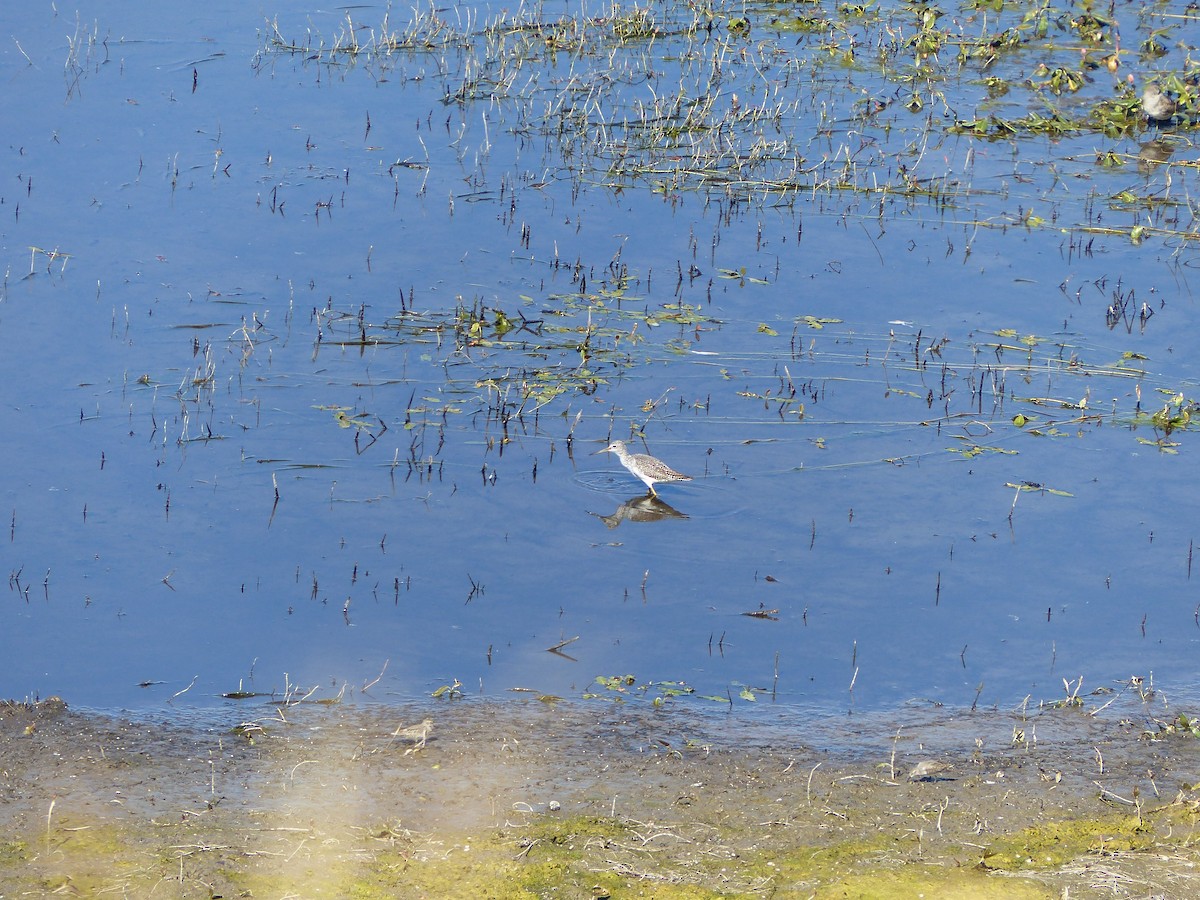 Greater Yellowlegs - ML643598922