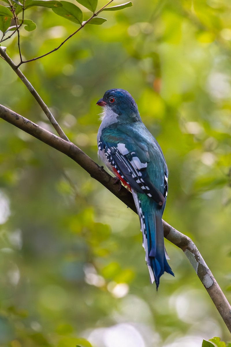 Cuban Trogon - ML643598928