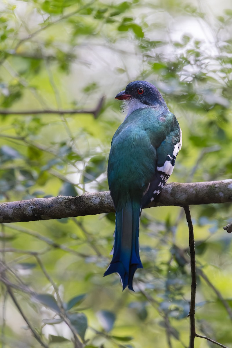 Cuban Trogon - ML643598929