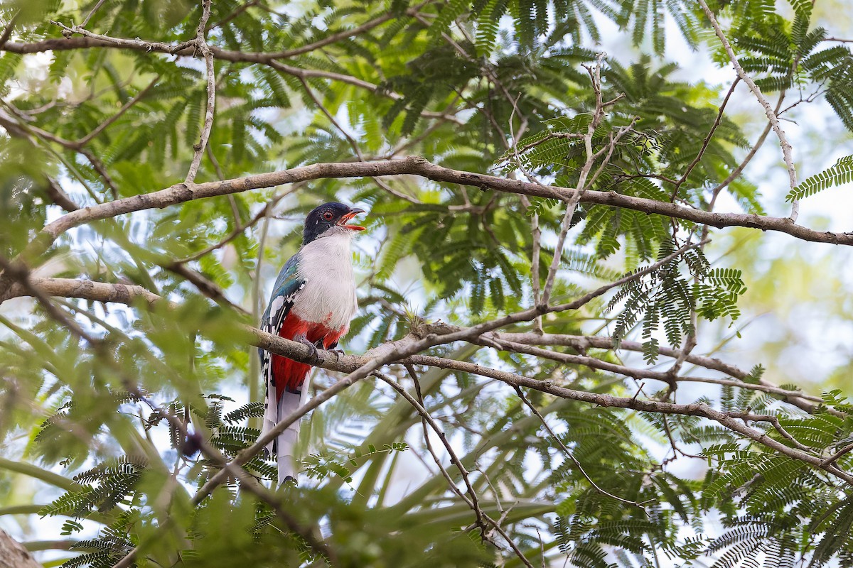 Cuban Trogon - ML643598930