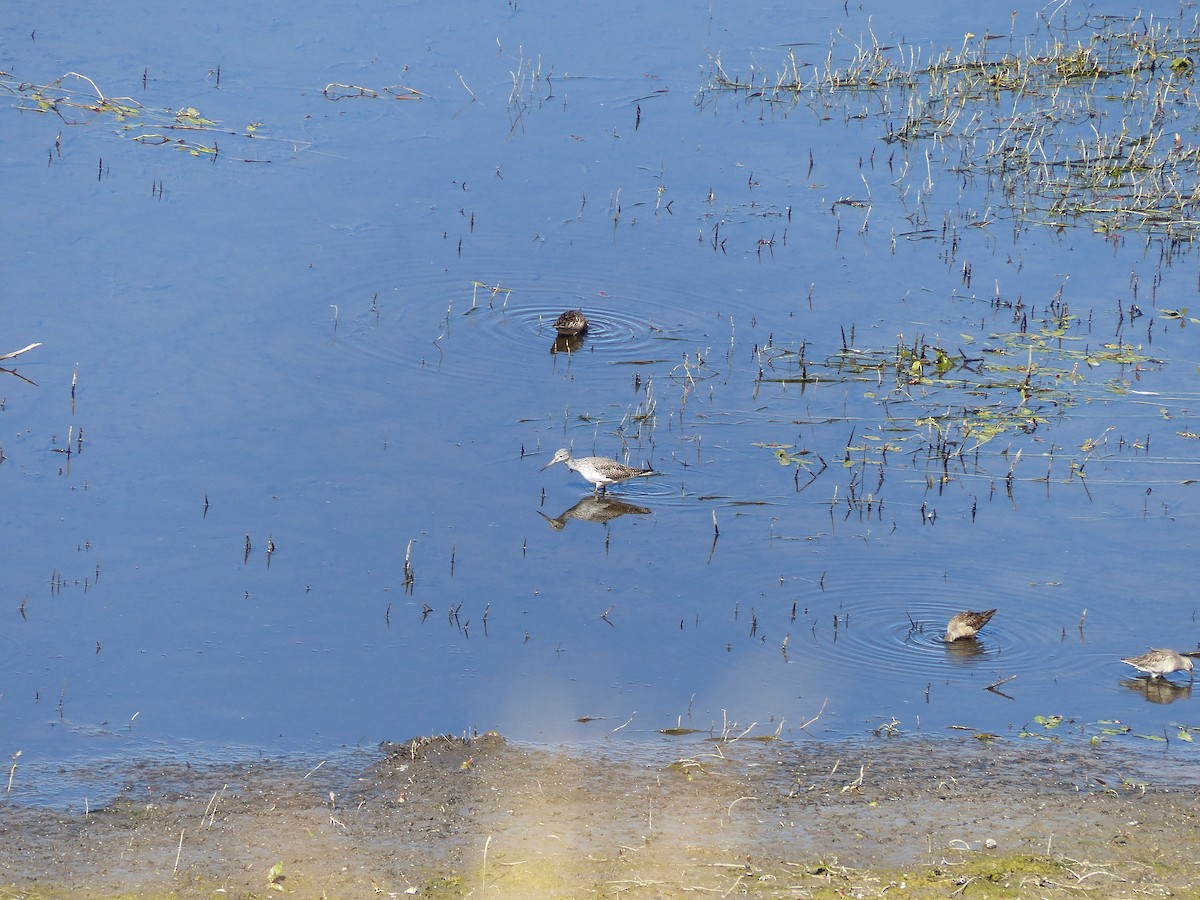 Greater Yellowlegs - ML643598941