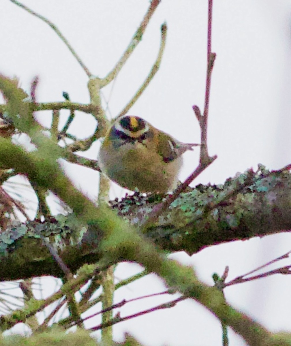 Common Firecrest - ML643598966