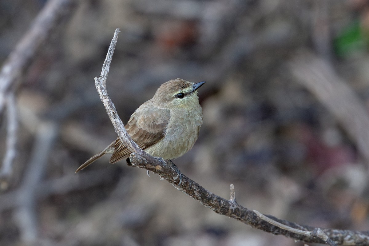 Mosquerito Guardarríos - ML643598969