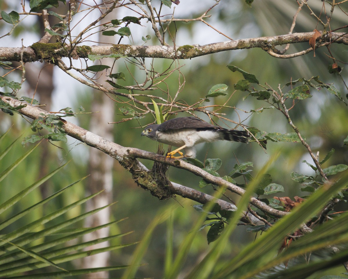 Ястреб-крошка - ML643598999