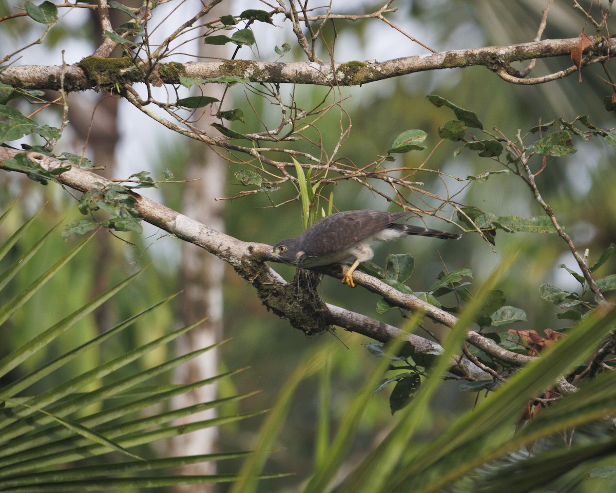 Ястреб-крошка - ML643599000