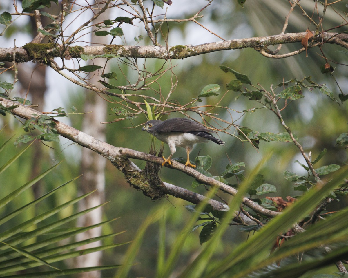 Ястреб-крошка - ML643599001