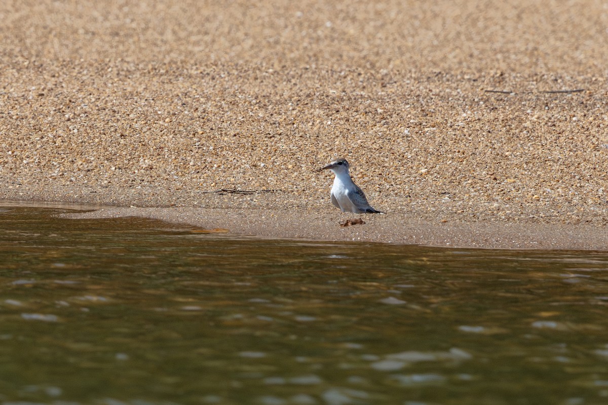 Yellow-billed Tern - ML643599023