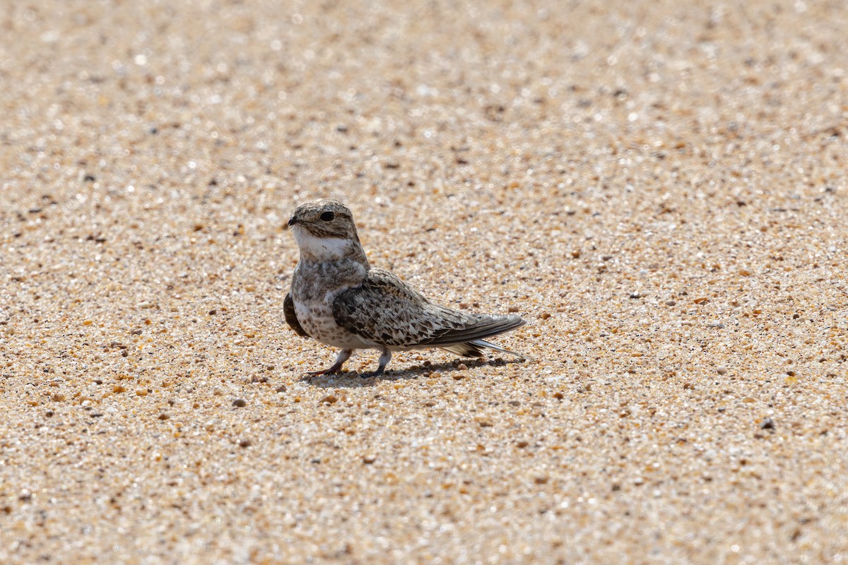 Sand-colored Nighthawk - ML643599044