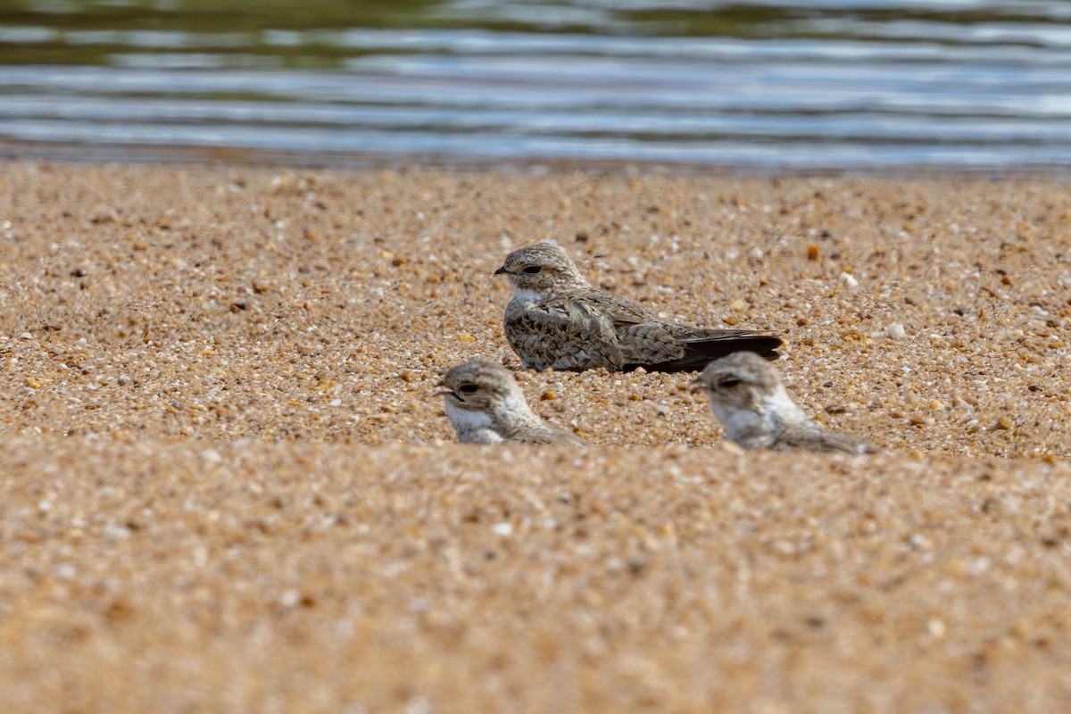 Sand-colored Nighthawk - ML643599045