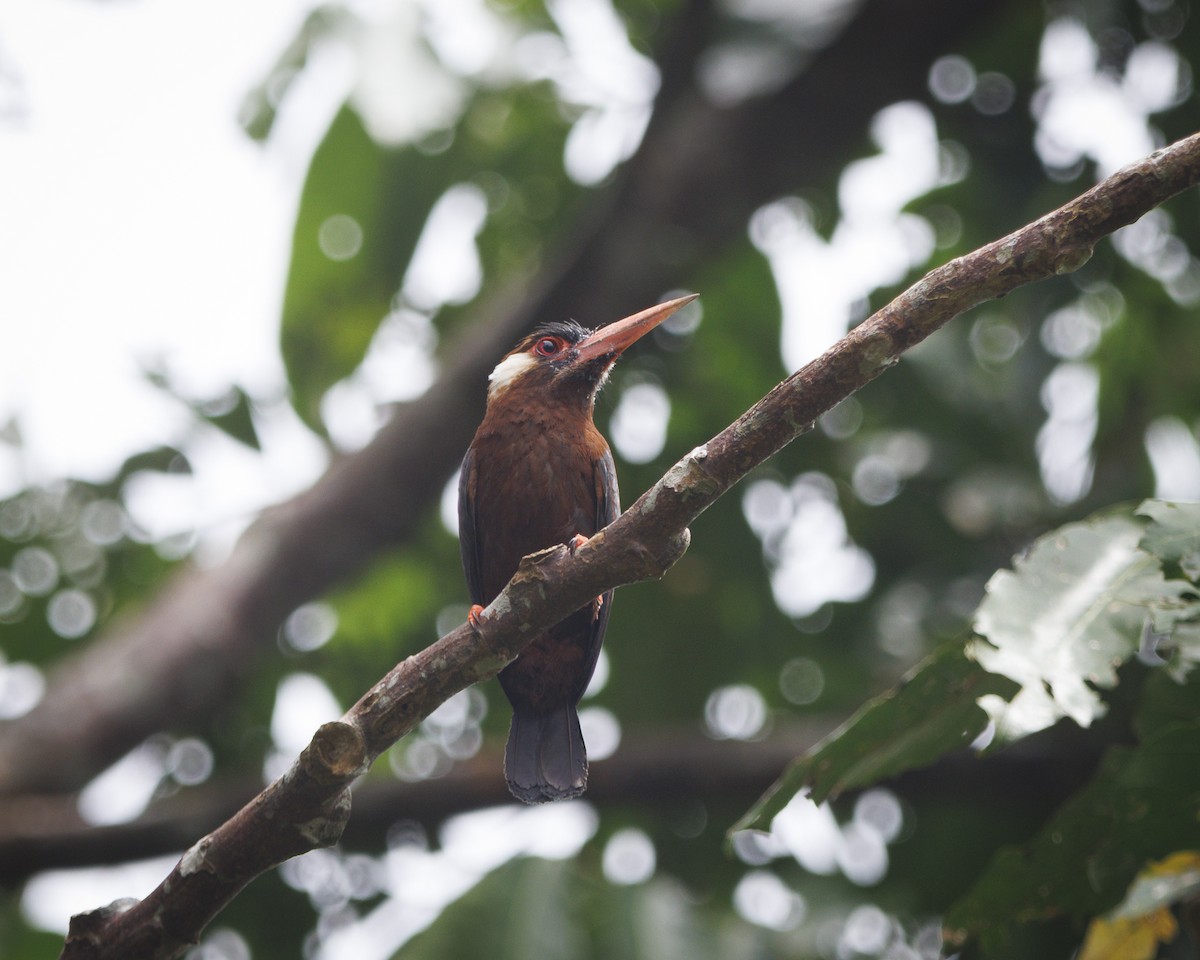 White-eared Jacamar - ML643599057