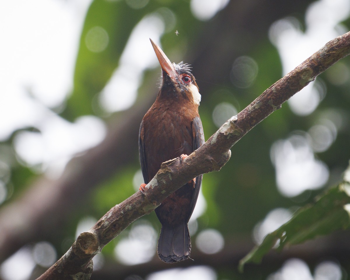 White-eared Jacamar - ML643599058