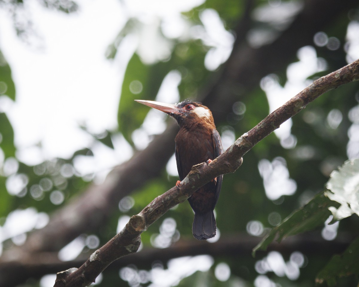 White-eared Jacamar - ML643599059