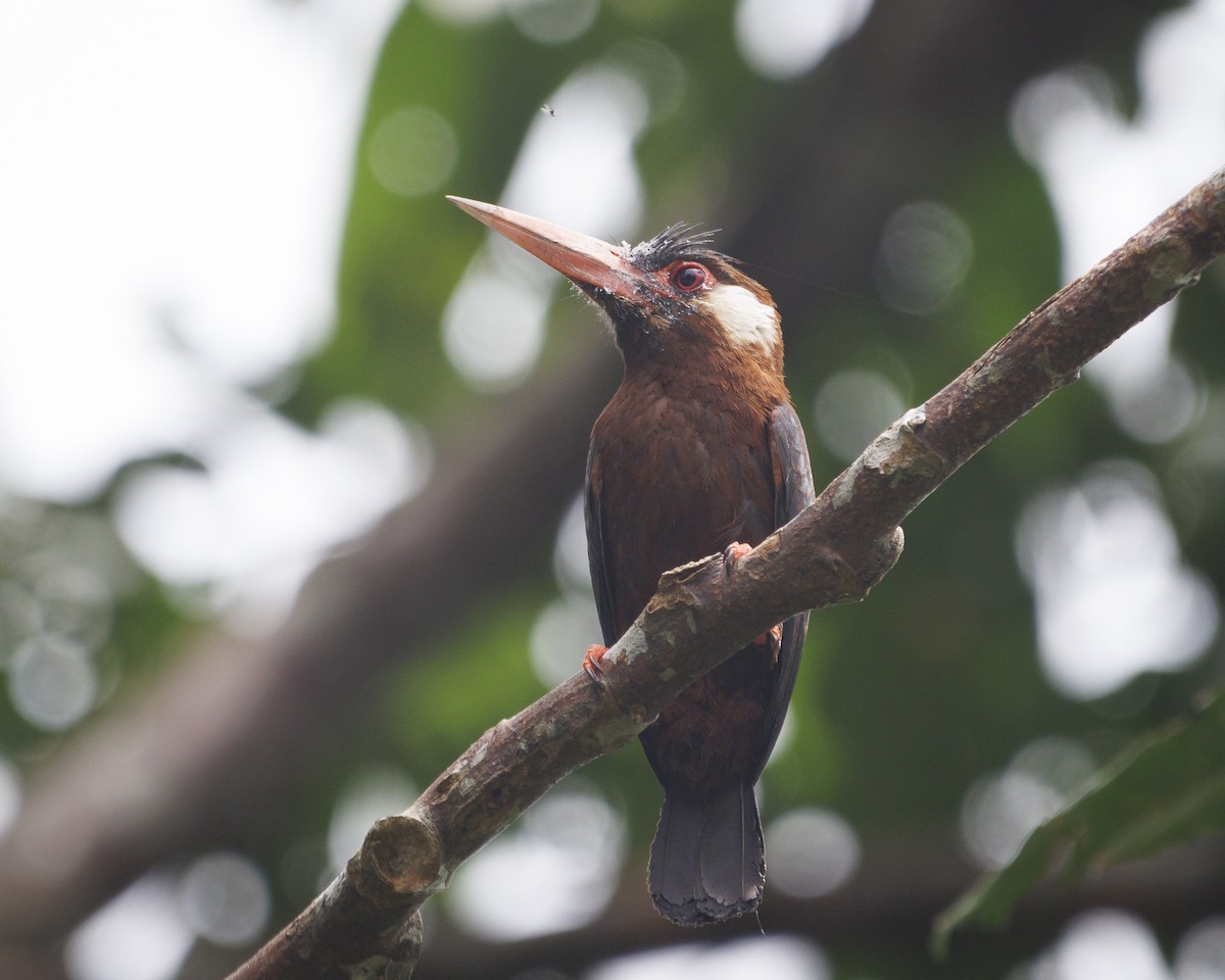 White-eared Jacamar - ML643599060