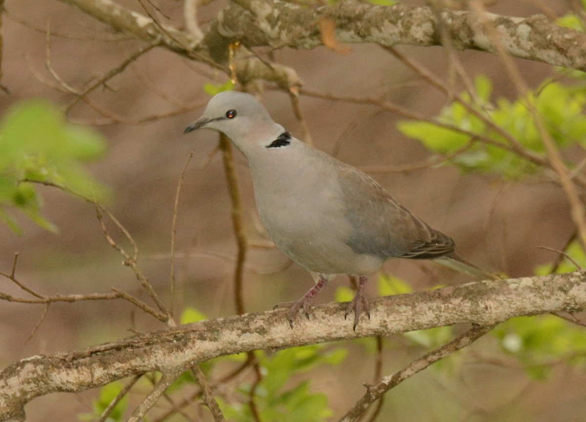 Ring-necked Dove - ML643599069