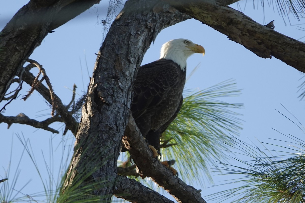 Bald Eagle - ML643599081