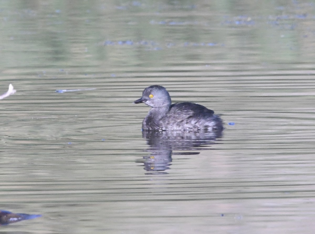 Least Grebe - ML643599085