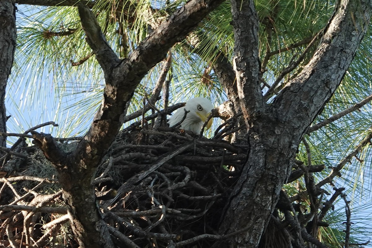 Bald Eagle - ML643599086