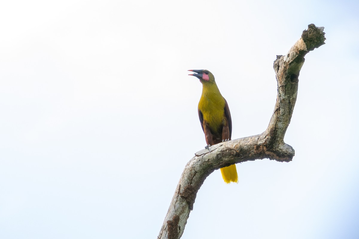 Amazon Oropendulası - ML643599089