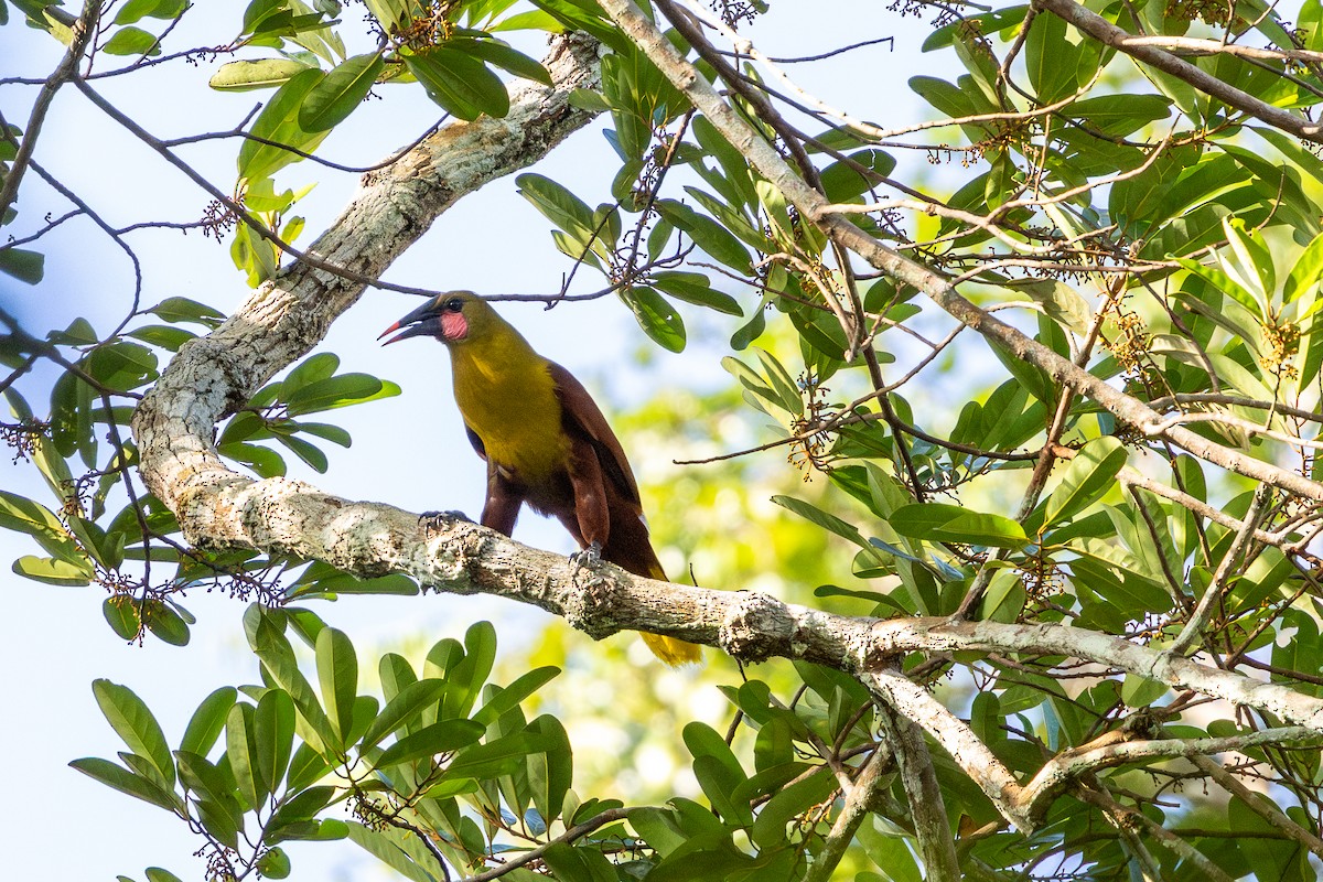 Amazon Oropendulası - ML643599090