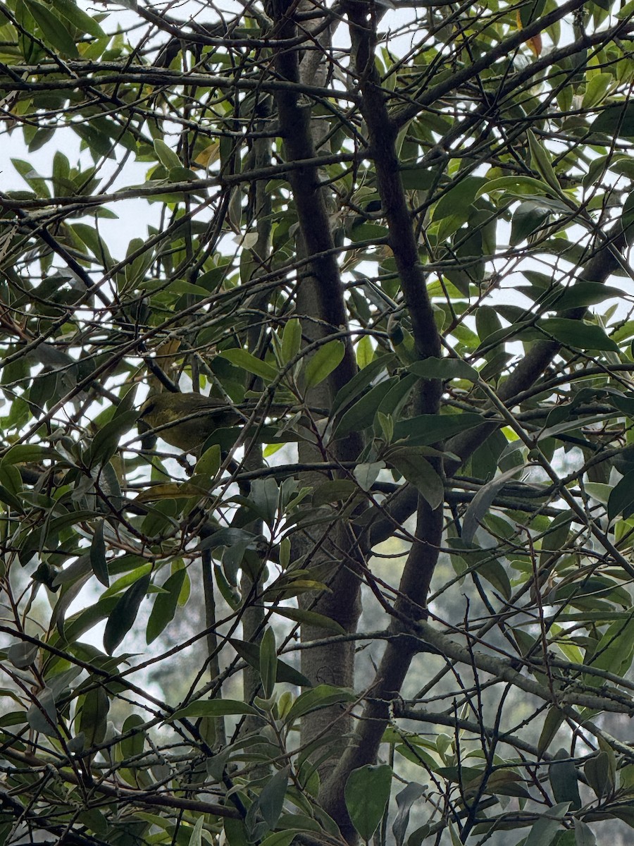 Black-crested Warbler - ML643599096