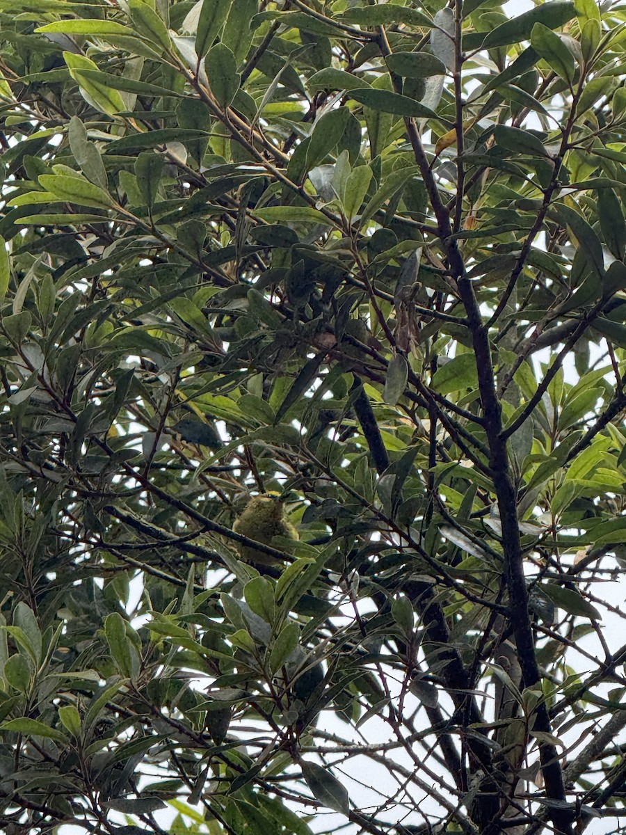 Black-crested Warbler - ML643599097