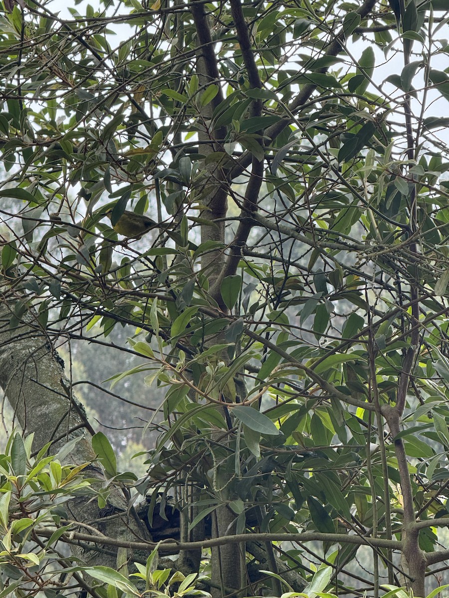 Black-crested Warbler - ML643599098