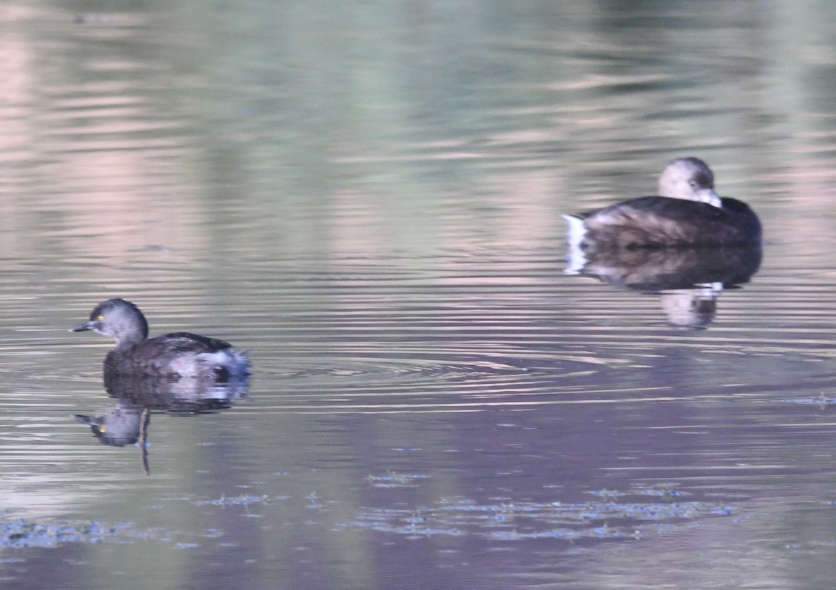 Least Grebe - ML643599107