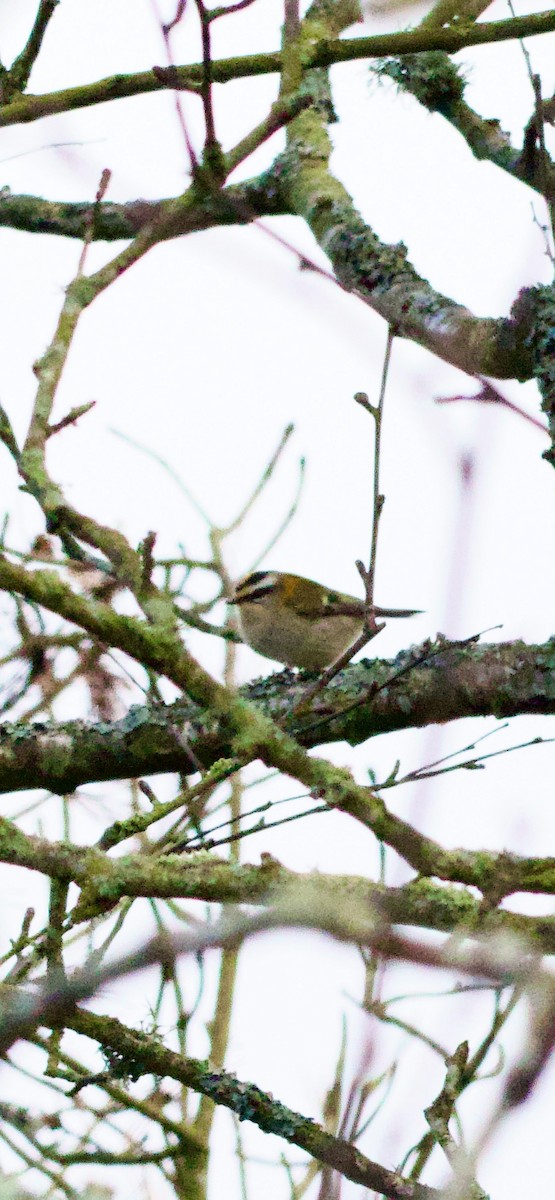 Common Firecrest - ML643599113