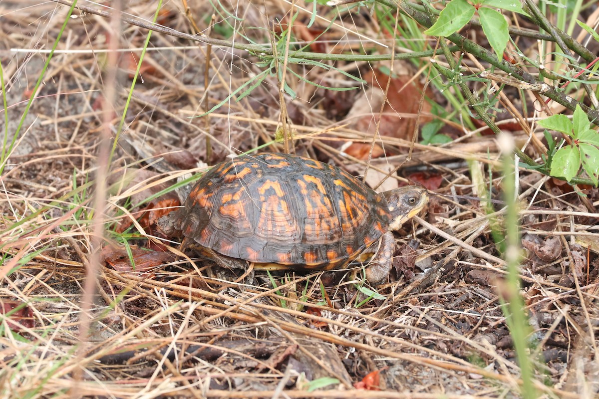 Eastern Box Turtle - ML643599118
