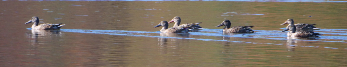 lžičák pestrý - ML643599132