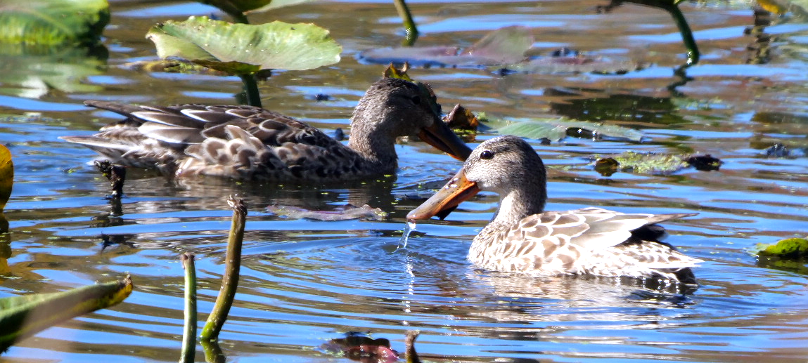 lžičák pestrý - ML643599133