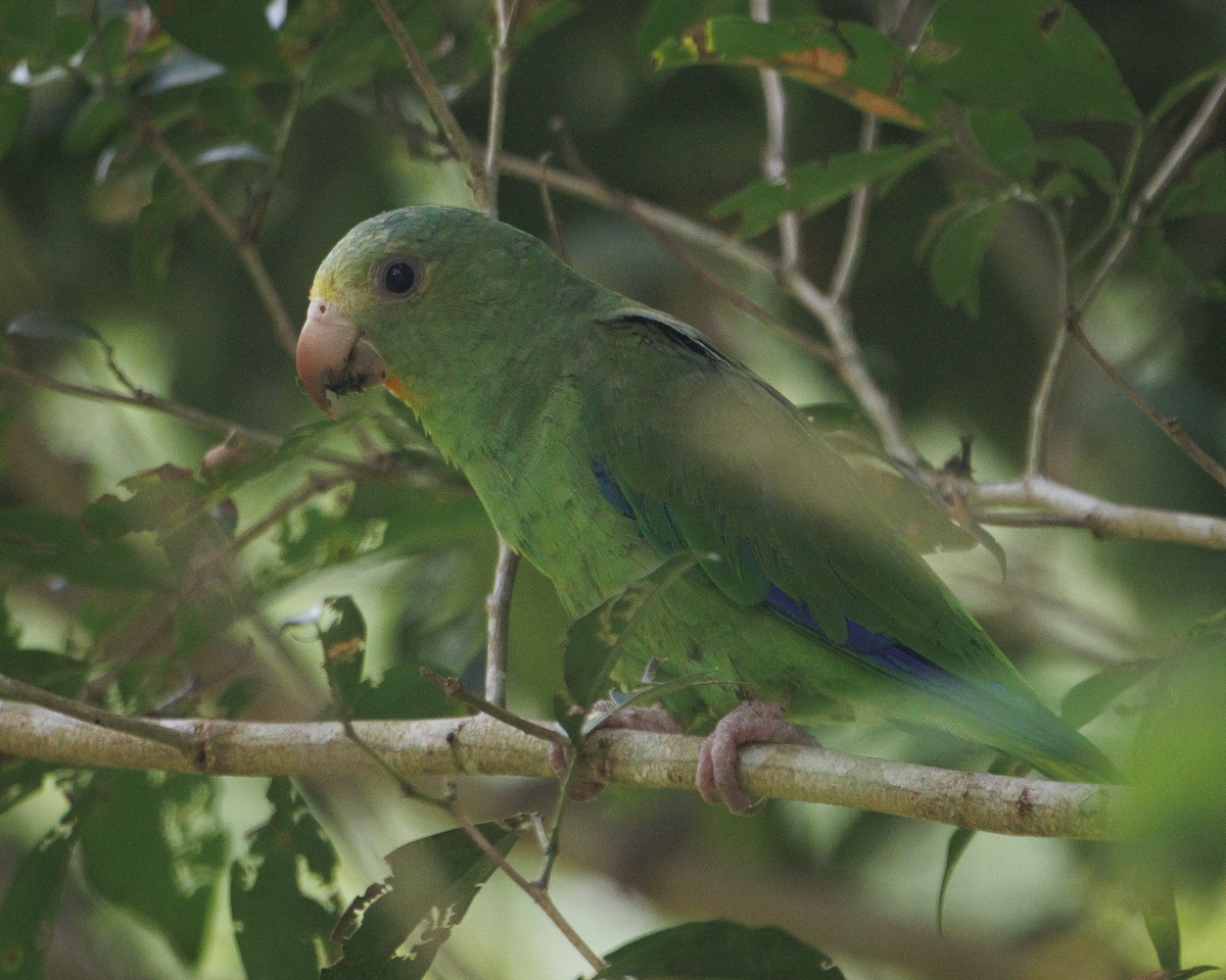 Cobalt-winged Parakeet - ML643599136