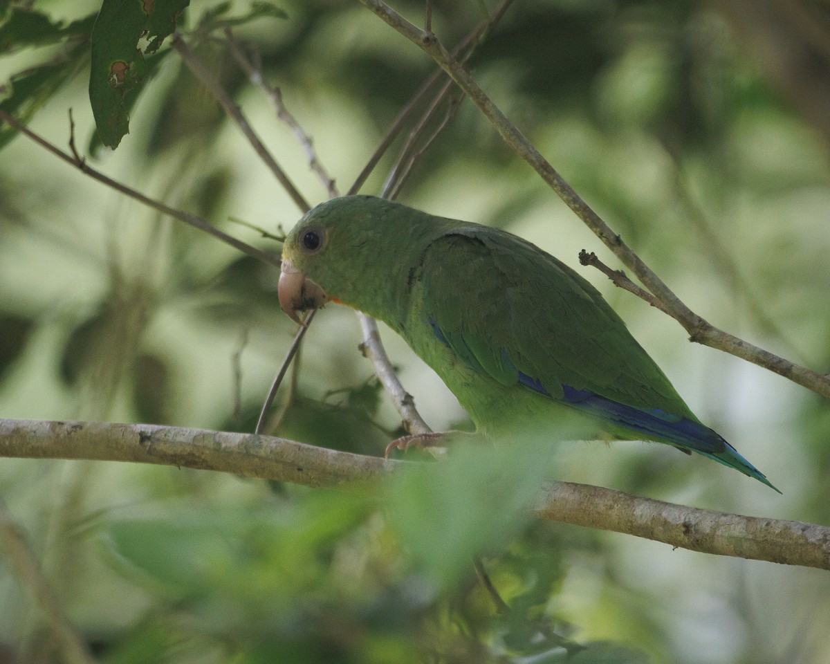 Cobalt-winged Parakeet - ML643599137
