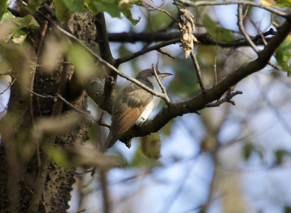 Yellow-billed Cuckoo - ML643599141