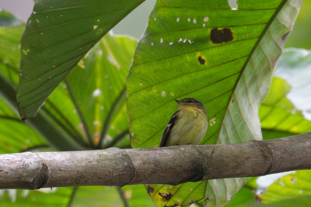 Handsome Flycatcher - ML643599150