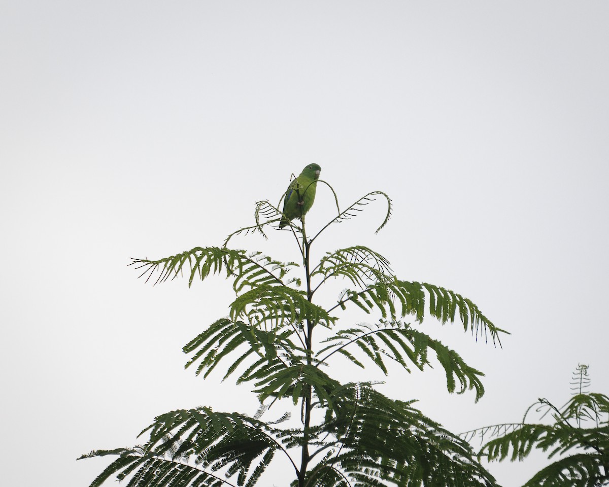 Riparian Parrotlet - ML643599158